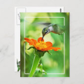 Hummingbird Meal Postkarte (Vorne/Hinten)