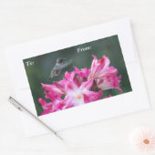 Hummingbird mit Belladonna liskotchen Rechteckiger Aufkleber (Umschlag)