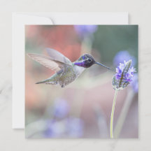Hummingbird mit Lavender I
