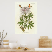 Hummingbird mit Rüffelhalskrabe Poster (Küche)