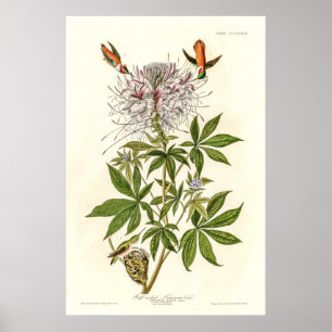 Hummingbird mit Rüffelhalskrabe Poster