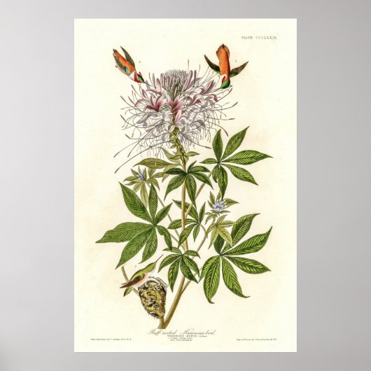 Hummingbird mit Rüffelhalskrabe Poster (Vorne)