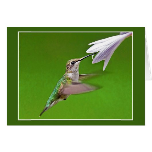 Hummingbird mit Summer Hyacinth (Vorderseite (Horizontal))