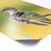 Hummingbird mit Warnhinweis Fotodruck (Ecke)