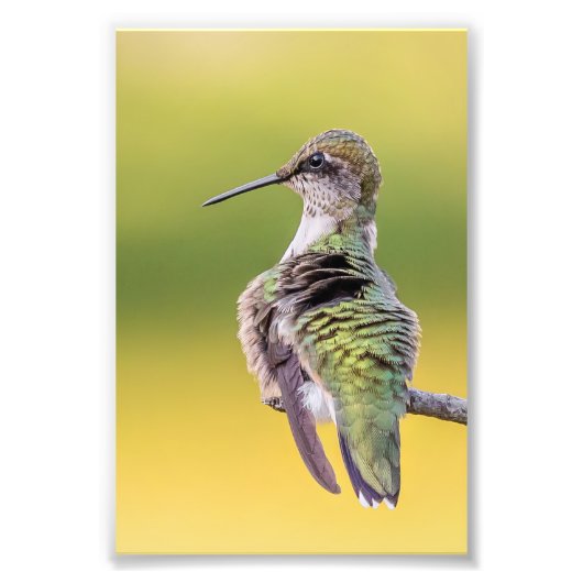 Hummingbird mit Warnhinweis Fotodruck (Vorne)