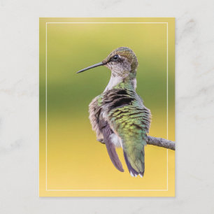 Hummingbird mit Warnhinweis Postkarte