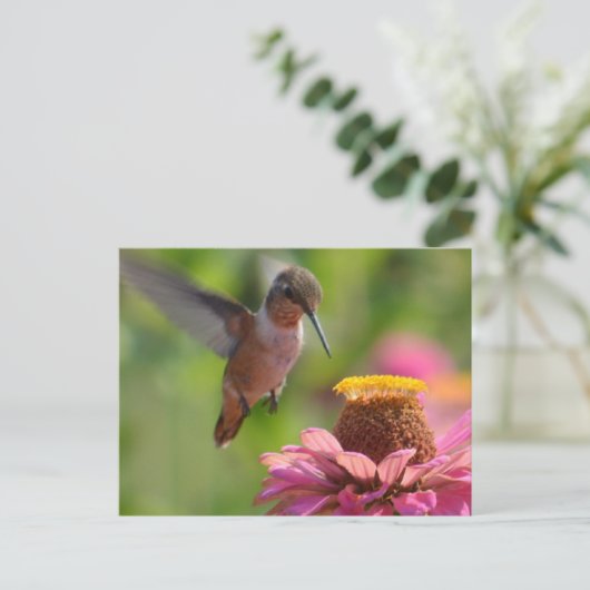 Hummingbird mit Zinnias Postkarte (Stehend Vorderseite)