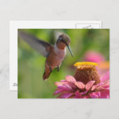 Hummingbird mit Zinnias Postkarte (Vorne/Hinten)