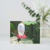 Hummingbird - Monteverde, Costa Rica Postkarte (Stehend Vorderseite)