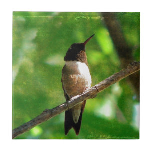 Hummingbird Morning Fliese
