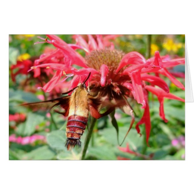Hummingbird Moth (Vorderseite (Horizontal))