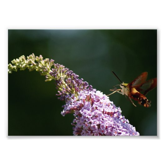 HummingBird Moth 7 x 5 Fotodrucke Fotodruck (Vorne)