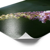 HummingBird Moth 7 x 5 Fotodrucke Fotodruck (Ecke)