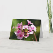 Hummingbird Moth Blank Grußkarte Karte (Vorderseite)