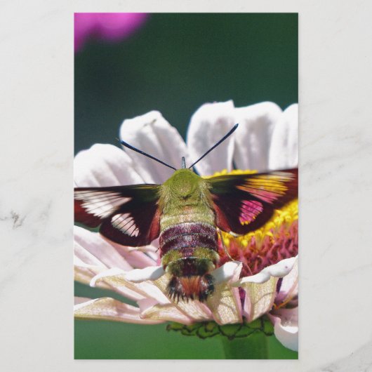 Hummingbird Moth Briefpapier (Vorderseite)