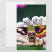Hummingbird Moth Briefpapier (Vorne/Hinten)