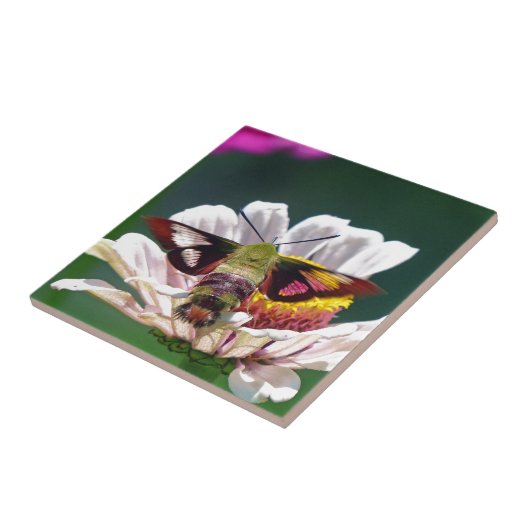 Hummingbird Moth Fliese (Seite)