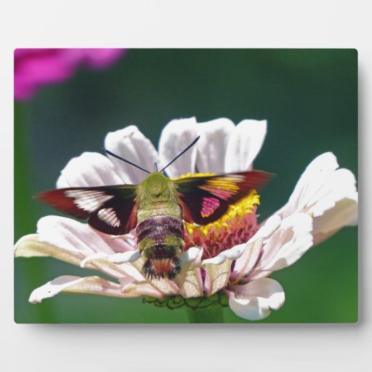 Hummingbird Moth Fotoplatte (Vorderseite)