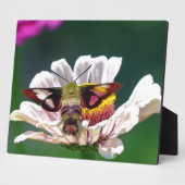 Hummingbird Moth Fotoplatte (Seite)