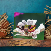 Hummingbird Moth Fotoplatte (Seite)