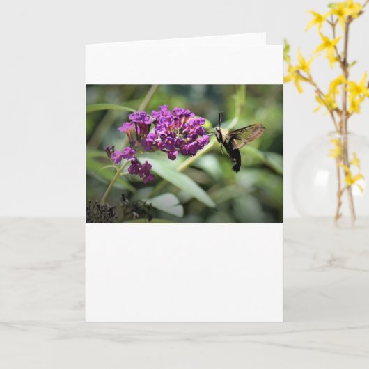 Hummingbird Moth, Karte (Gelbe Blume)