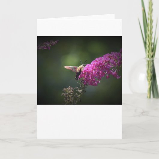 Hummingbird Moth, Karte (Vorderseite)