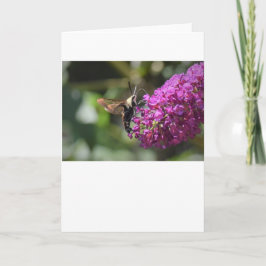 Hummingbird Moth, Karte
