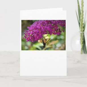 Hummingbird Moth, Karte