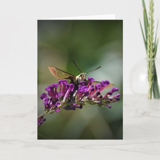 Hummingbird Moth, Karte (Vorderseite)