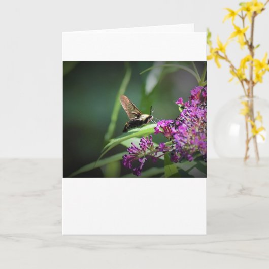 Hummingbird Moth, Karte (Gelbe Blume)