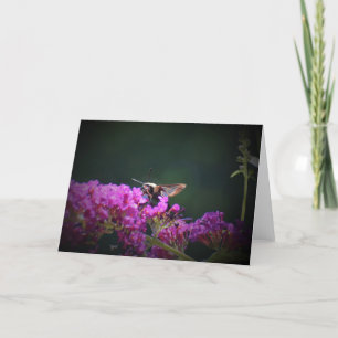 Hummingbird Moth, Karte