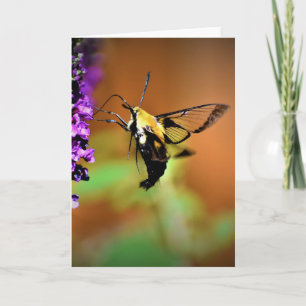 Hummingbird Moth, Karte
