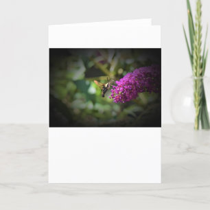 Hummingbird Moth, Karte