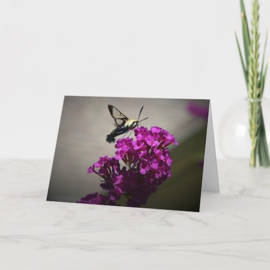 Hummingbird Moth, Karte (Vorderseite)