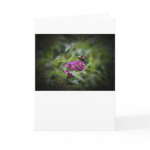 Hummingbird Moth, Karte