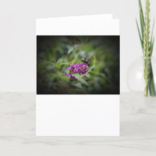 Hummingbird Moth, Karte