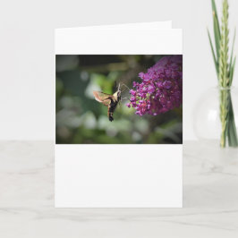 Hummingbird Moth, Karte