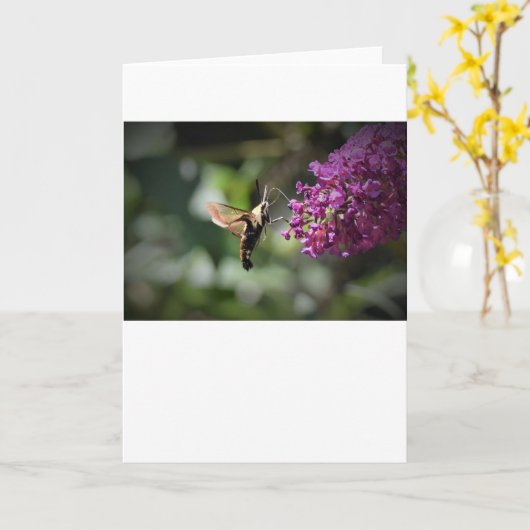 Hummingbird Moth, Karte (Gelbe Blume)