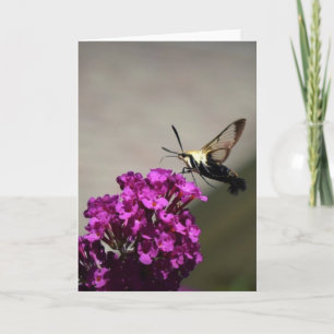 Hummingbird Moth, Karte