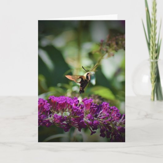 Hummingbird Moth, Karte (Vorderseite)