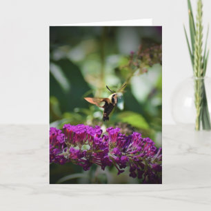 Hummingbird Moth, Karte