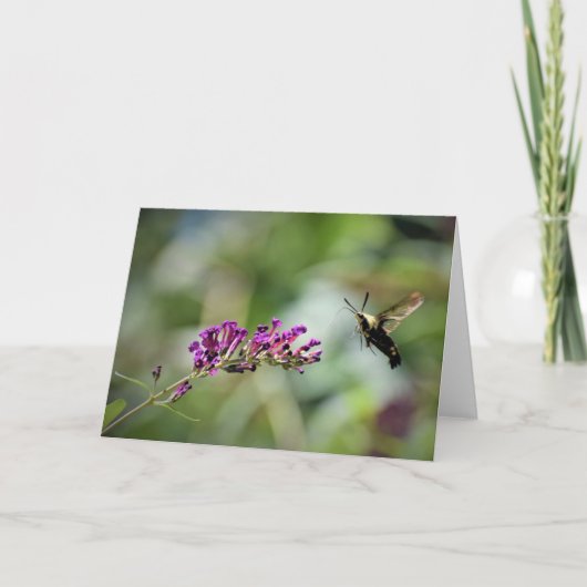 Hummingbird Moth, Karte (Vorderseite)