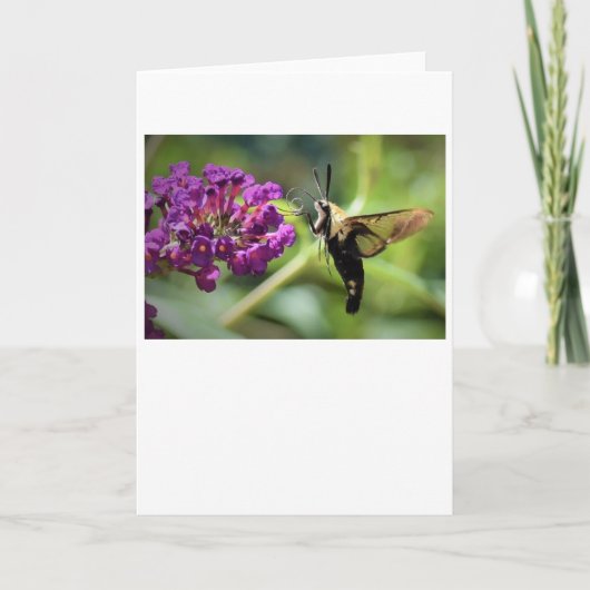 Hummingbird Moth, Karte (Vorderseite)