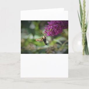 Hummingbird Moth, Karte