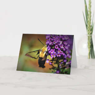 Hummingbird Moth, Karte