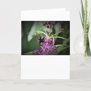 Hummingbird Moth, Karte