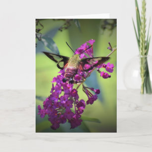 Hummingbird Moth, Karte