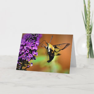 Hummingbird Moth, Karte