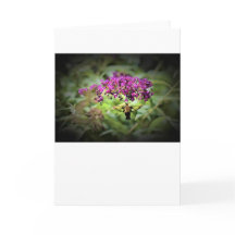 Hummingbird Moth, Karte