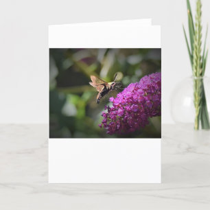 Hummingbird Moth, Karte
